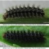 melitaea cinxia larva45hiber volg1